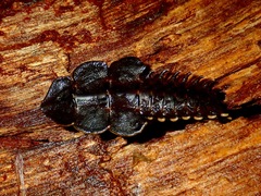 Platerodrilus paradoxus