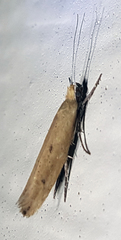Ypsolopha
