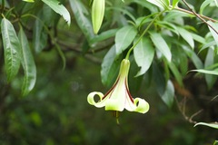 Lilium nepalense