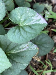 Viola walteri
