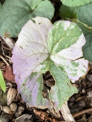 Viola walteri