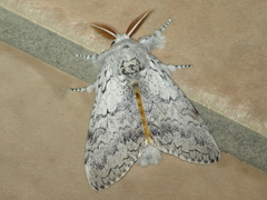 Calliteara farenoides