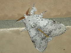 Calliteara farenoides