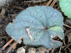Viola walteri