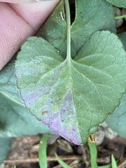 Viola walteri