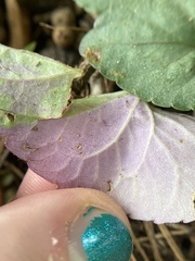 Viola walteri