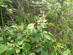 Coenonympha oedippus