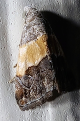 Tripudia balteata