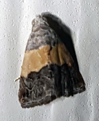 Tripudia balteata