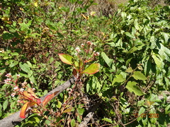 Persicaria chinensis