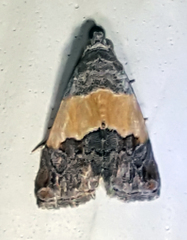Tripudia balteata