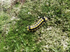 Pidorus
