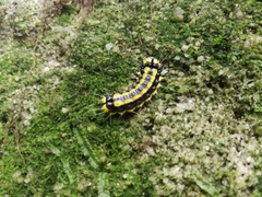 Pidorus