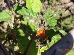 Solanum violaceum