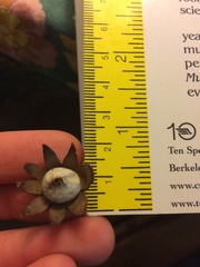 Geastrum floriforme