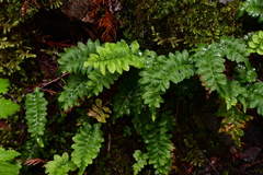 Polypodium hesperium
