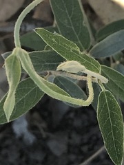 Gaudichaudia cynanchoides