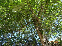 Pterocarpus
