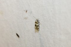 Aethes argentilimitana