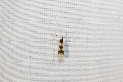Erioptera venusta