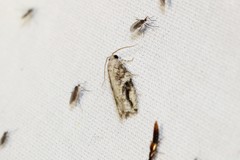 Proteoteras crescentana