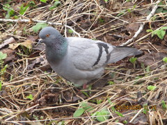 Columba livia