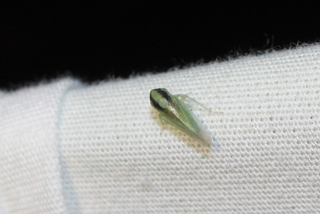 Leafhopper