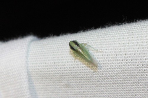 Leafhopper