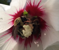 Bombus griseocollis