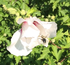 Bombus griseocollis