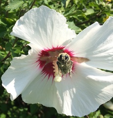 Bombus griseocollis