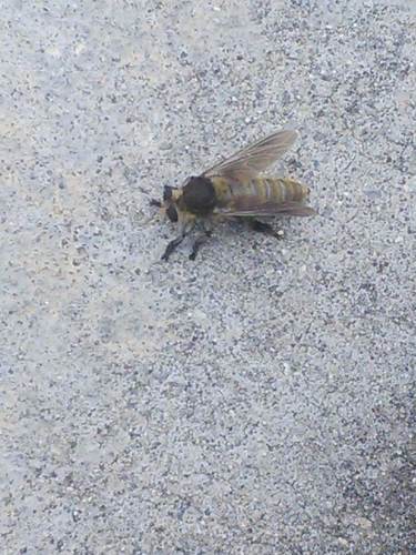 Golden-tailed Beebandit photo 6