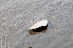 Tegeticula yuccasella