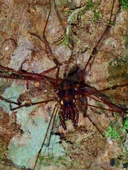 Epedanidae