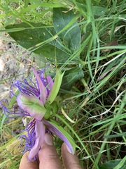 Passiflora incarnata × cincinnata
