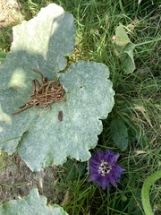 Passiflora incarnata × cincinnata