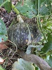 Passiflora incarnata × cincinnata
