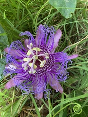 Passiflora incarnata × cincinnata