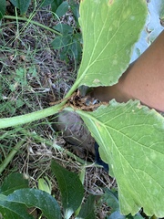 Passiflora incarnata × cincinnata