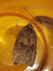 Choristoneura conflictana