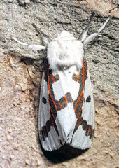 Euerythra phasma