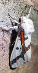 Euerythra phasma