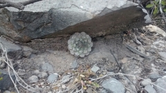 Strombocactus disciformis disciformis
