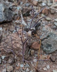 Streptanthus barbiger