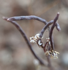 Streptanthus barbiger