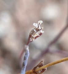 Streptanthus barbiger