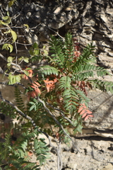 Pseudosmodingium andrieuxii