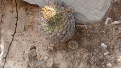 Strombocactus disciformis disciformis