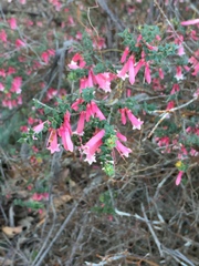 Epacris reclinata