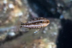 Lethrinus genivittatus